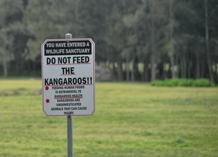 Euroka Clearing kangaroo | Where to see australian animals in Sydney