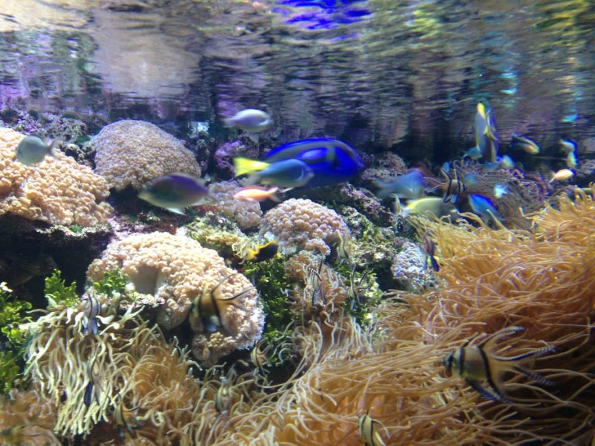 where to see animals in Sydney