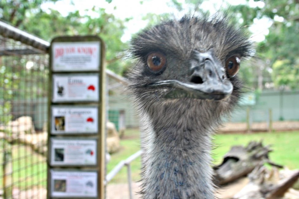 Where to see australian animals | Featherdale emu
