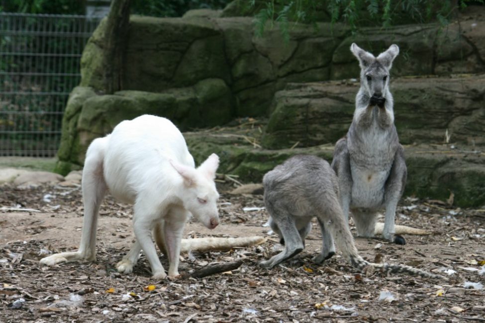 Where to see animals in Sydney | Featherdale albino kangaroo