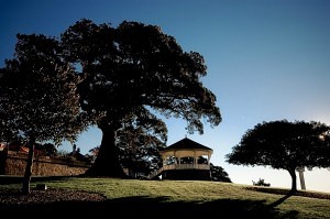 Obsevatory Hill tree
