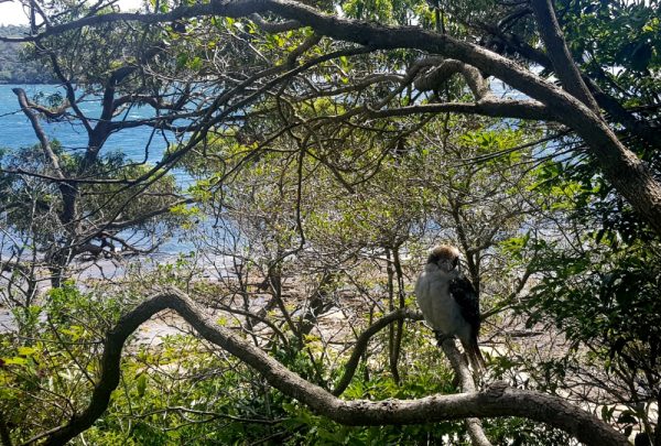 Kookaburras are easy to spot