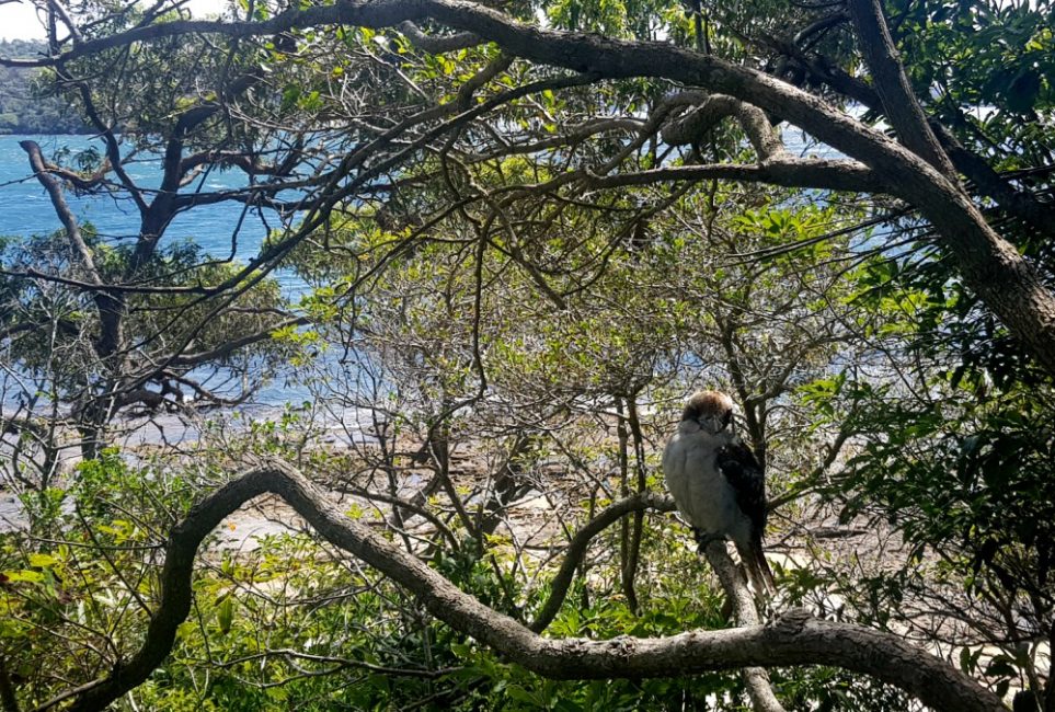 Kookaburra in a tree on Taronga to Balmoral Walking track