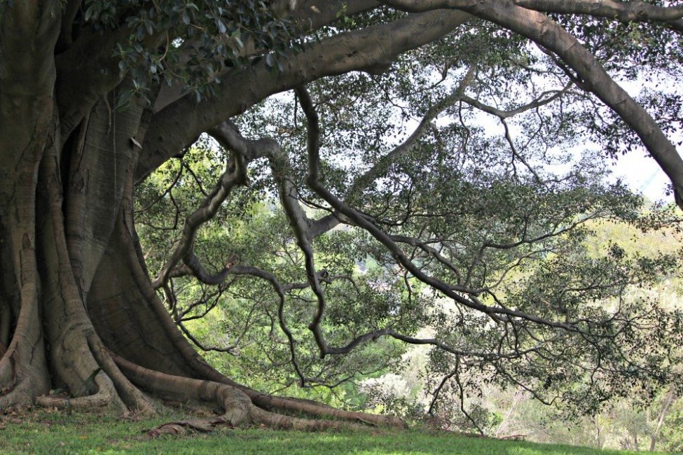 self-guided Botanic Gardens walk Sydney