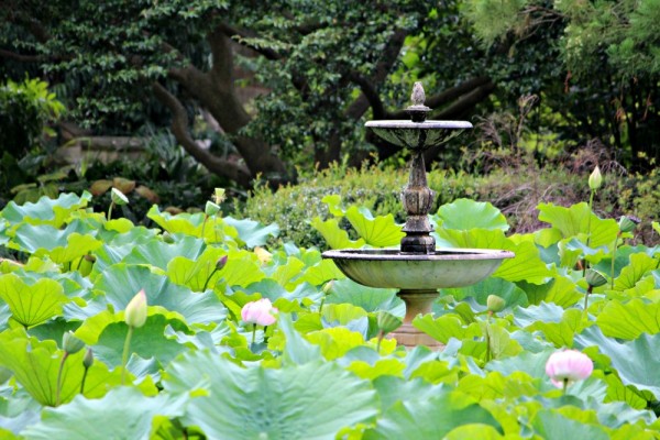 Sydney Botanic Gardens fountain 