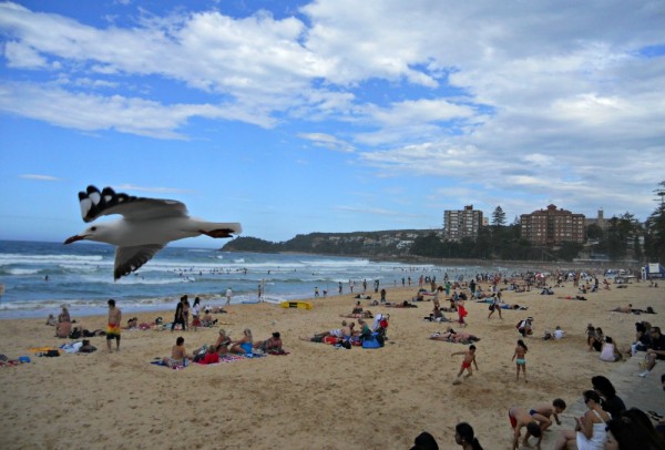 Manly Beach with seagull