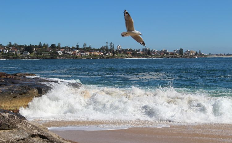 Bundeena Beach with a seagull 