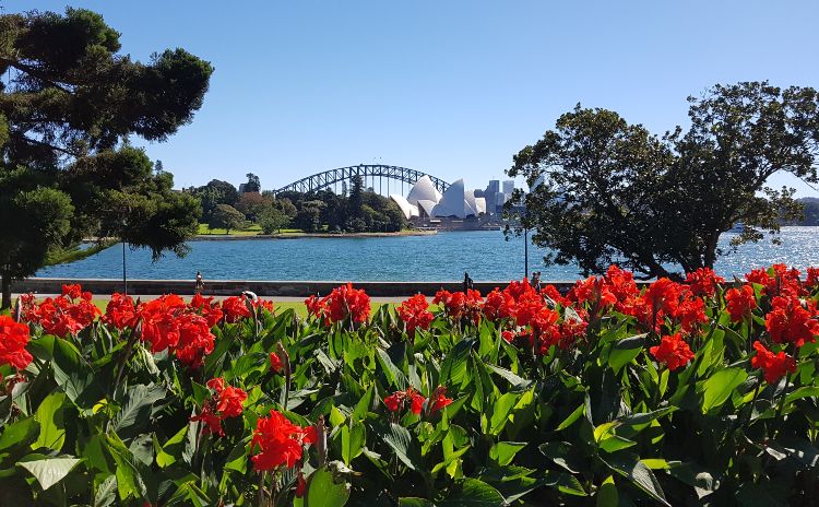 Photographing Sydney Opera House from Botanic Gardens with lillies