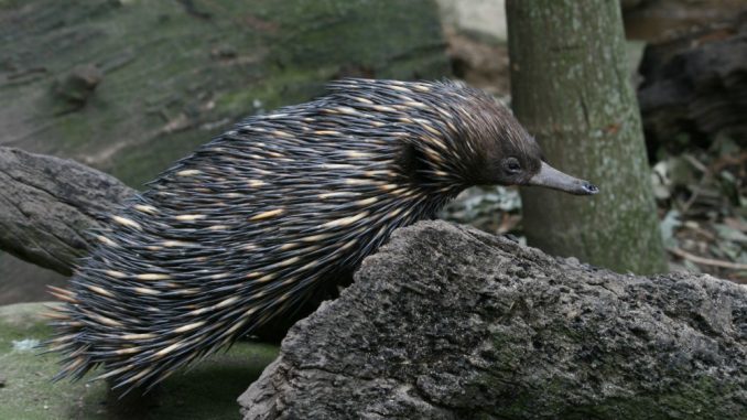 featherdale echidna Where to find australian animals in Sydney