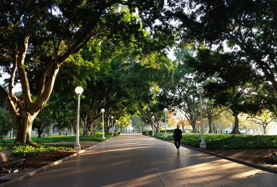 Hyde Park Sydney Avenue of Fig Trees