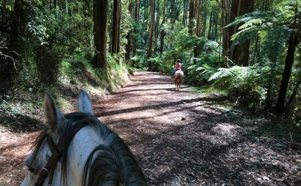 Horseriding in the Blue Mountains