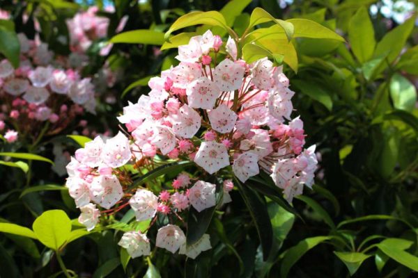 Campbells Rhododendron garden 