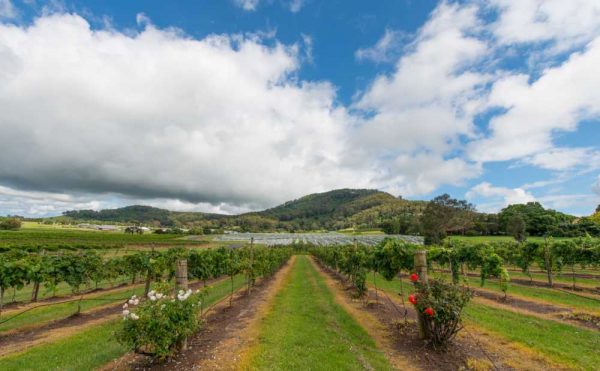 Hunter Valley wine tours from Sydney