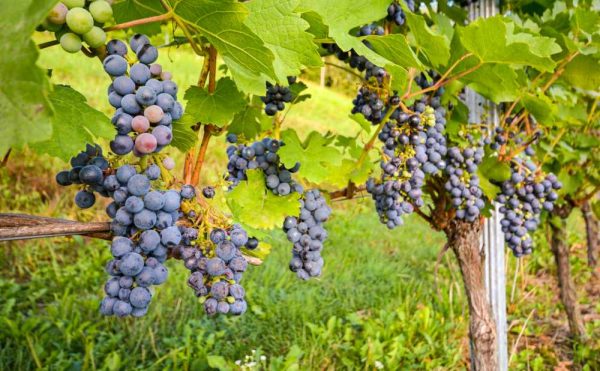 Wine grapes on the vine in Hunter Valley