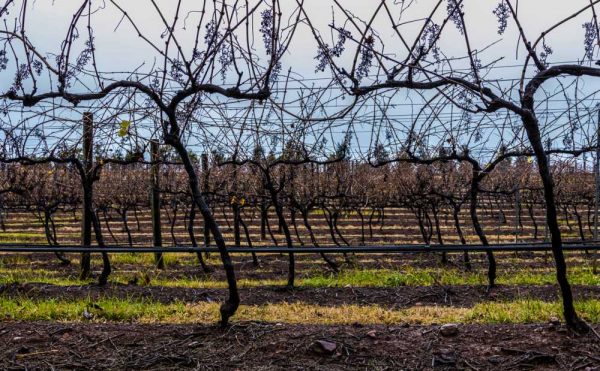 Hunter Valley vines in winter