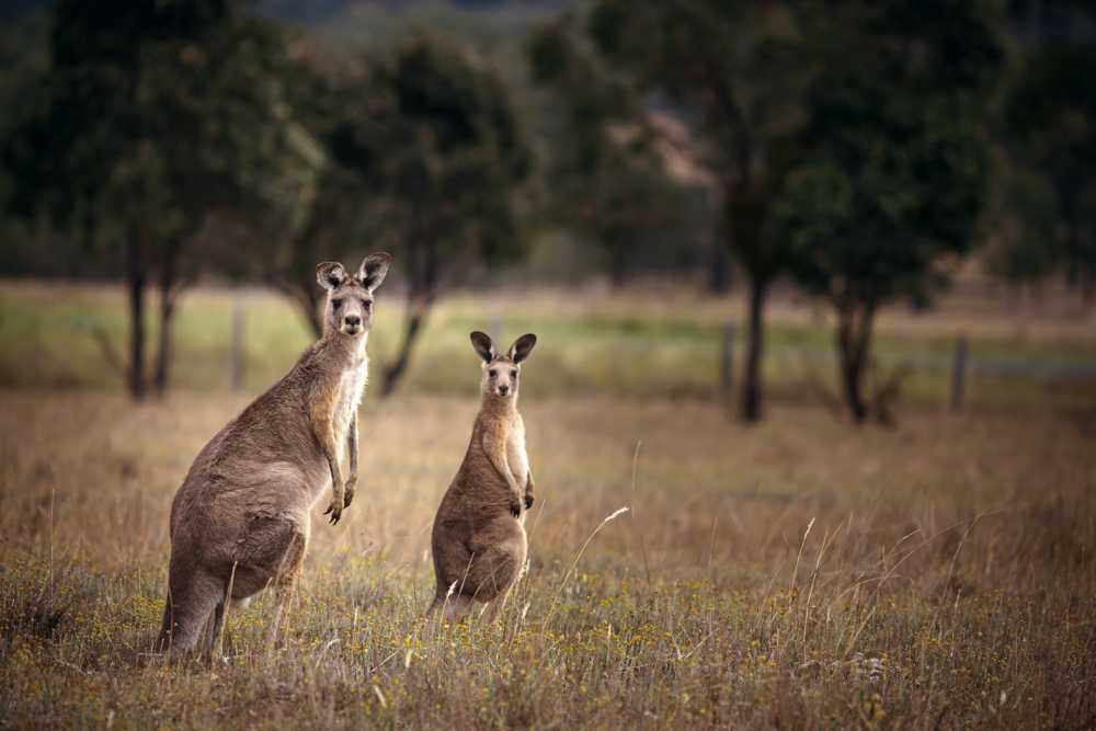 Kangaroos in the Hunter Valley