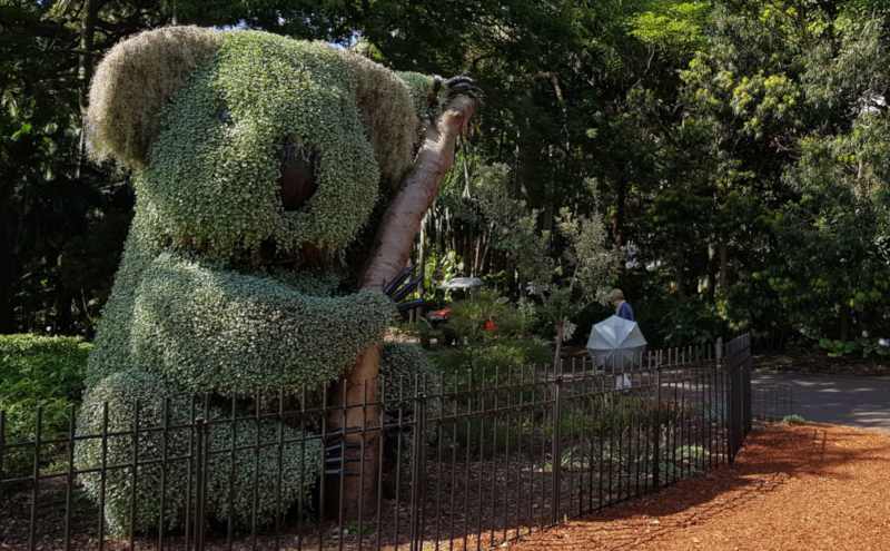 Royal Botanic Gardens Sydney Topiary Koala