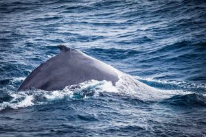 whale sydney harbour