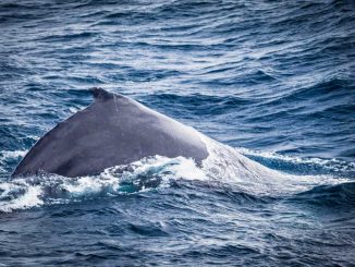 whale sydney harbour