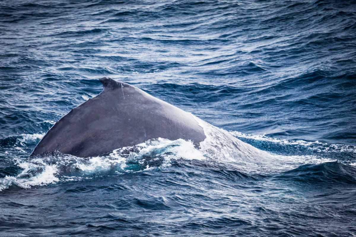 The Independent Guide to Whale Watching in Sydney