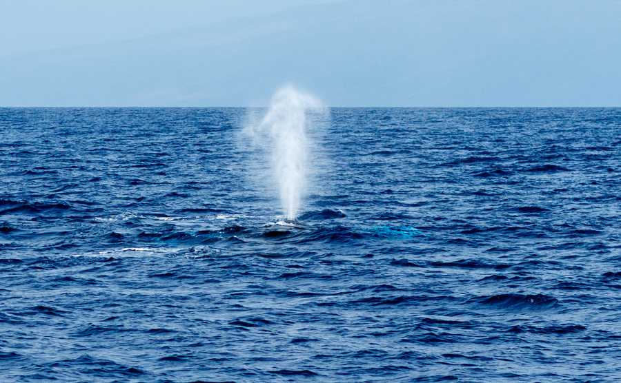 Whale sprouting off Sydney