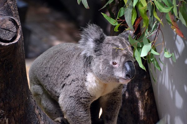 Koala