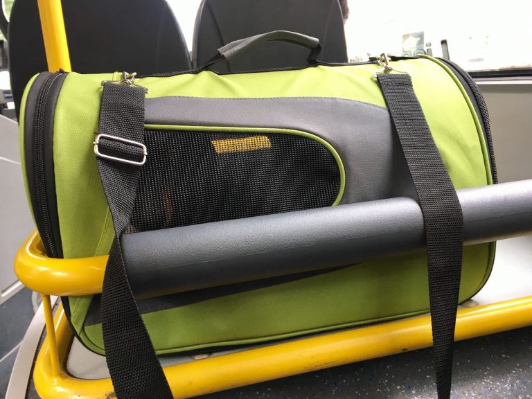 Dog Friendly Sydney How to visit Sydney with your dog Sydney Expert