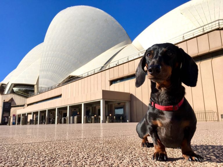 Sydney with your dog Opera House