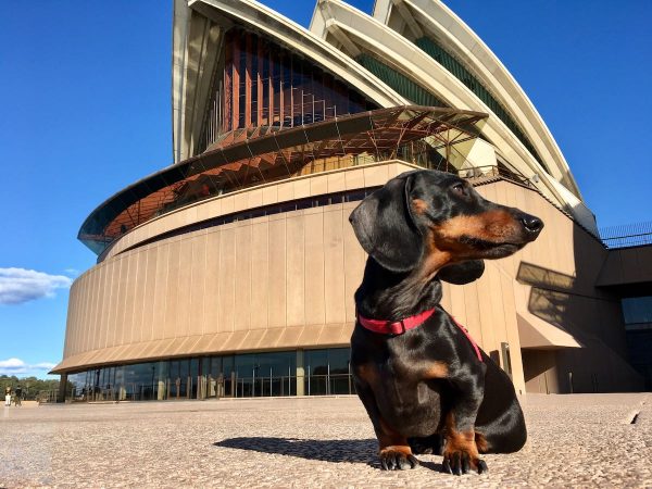 Visiting the Opera House with your dog