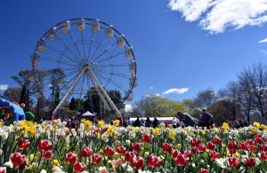 Ferris wheel at Floriafe flower festival in September