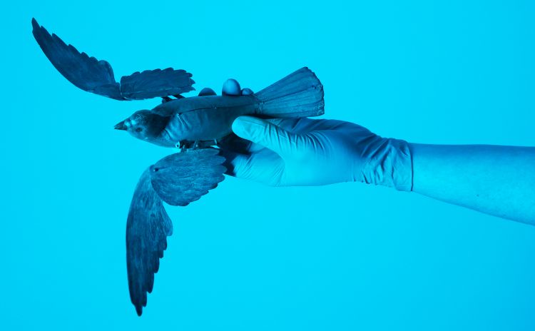 Mechanical Flying Bird by Lehmann, Germany, c. 1895. Photo by Zan Wimberley