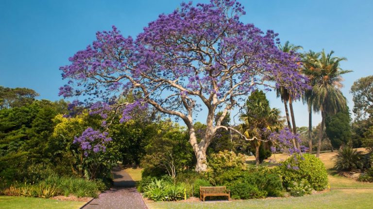 Jacaranda in Royal Botanic Gardens