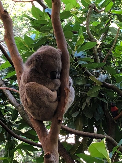  Blackbutt Newcastle Koala