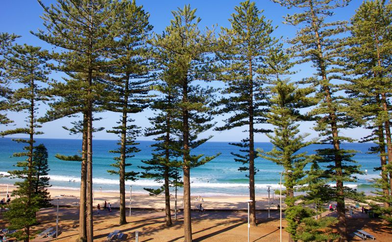 Manly Beach Sydney Norfolk Pine trees 