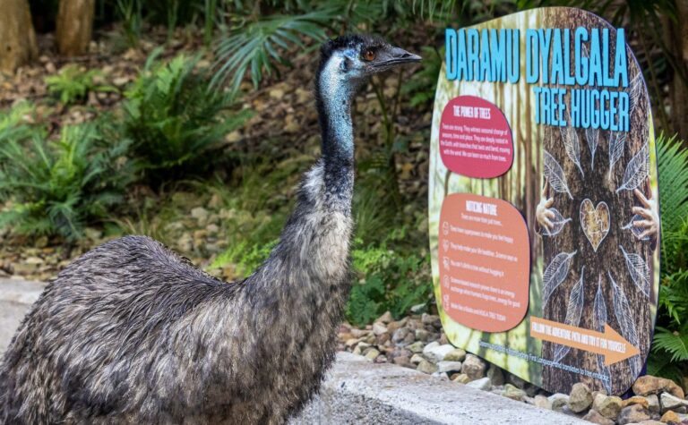 Indigenous experience at Taronga zoo