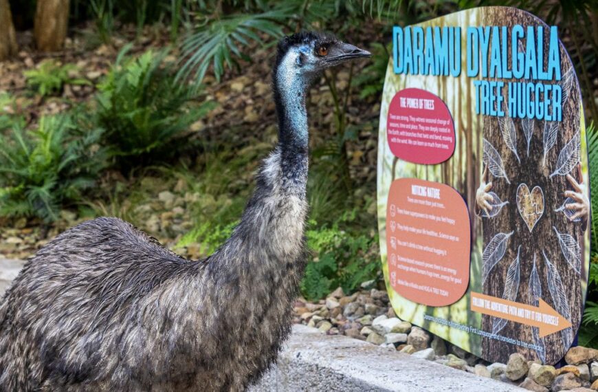 Indigenous experience at Taronga zoo