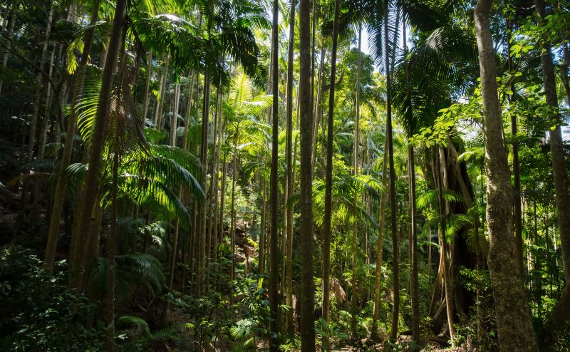 Rainforest in Wollumbin Mout Warning National Park NSW 
