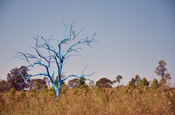 Blue tree in Mount Annan