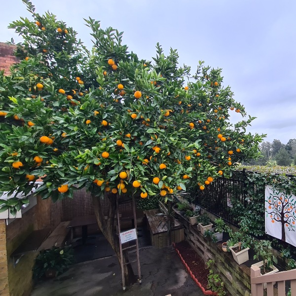 Orange Tree Maitland 