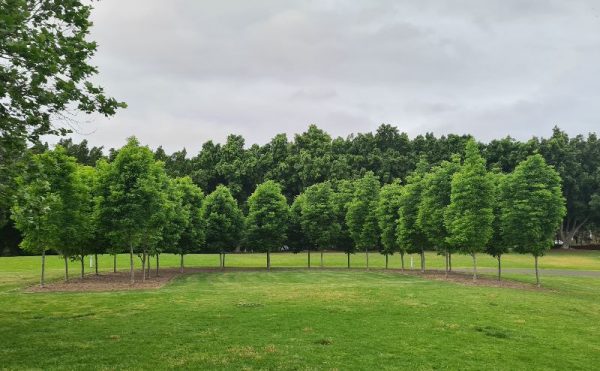 Bicentennial Park Grove of trees 