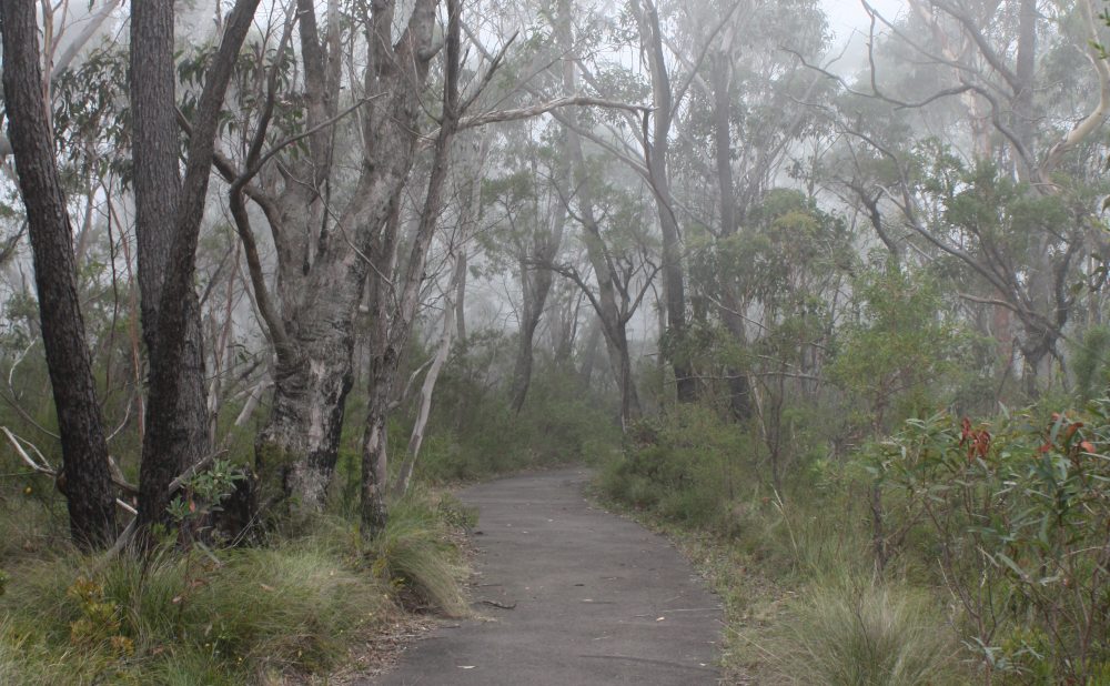 Fairfax walk Blackheath accessible walk blue mountains 