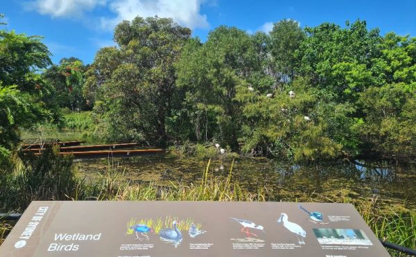 Sydney Park wetlands