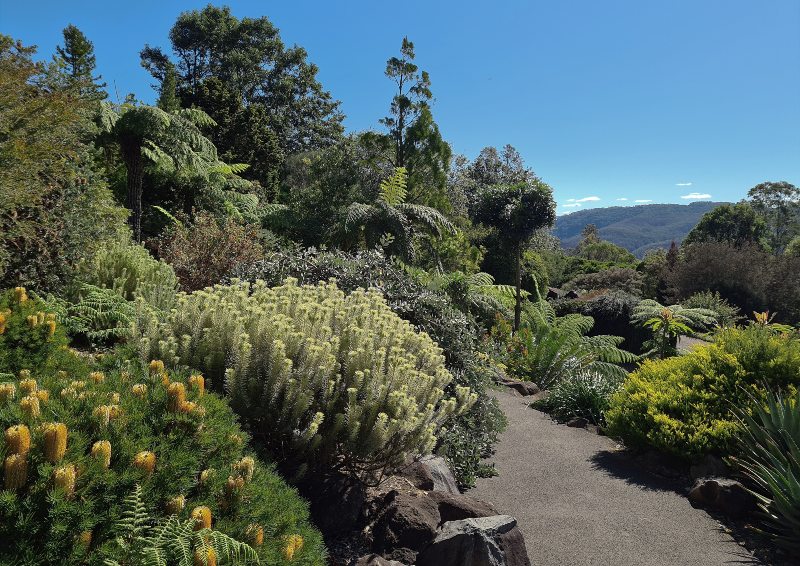 Mount Tomah Botanic Gardens 