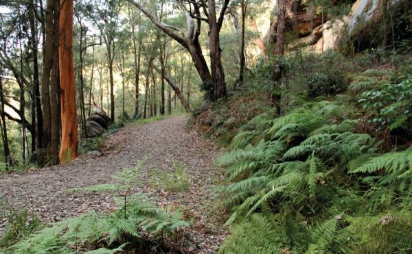 Patonga to Pearl Beach Walk