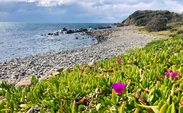 Pebbly Beach (1)