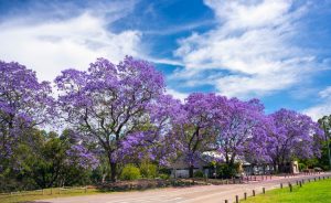 Discover 25 Fun Things To Do In Parramatta In 2024 | Sydney Expert