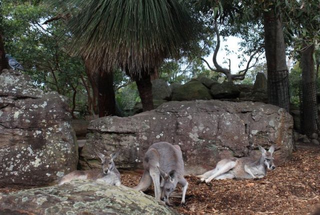 The Best Animal Parks and Zoos in Sydney | Sydney Expert