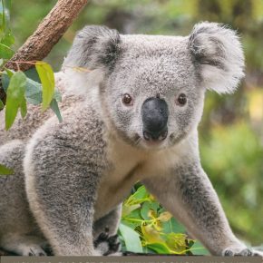 The Best Animal Parks and Zoos in Sydney [2022]