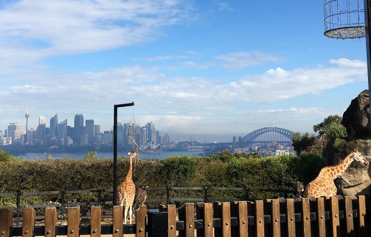 Taronga is one of the best zoos in Sydney