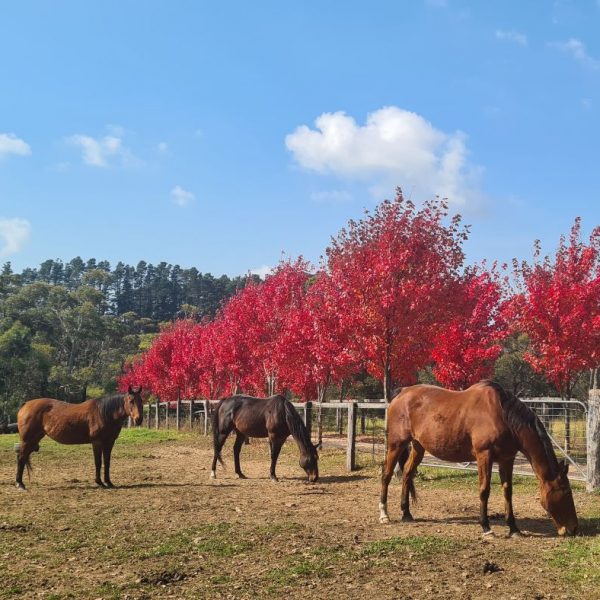 Robertson in Autumn